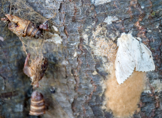 Female moth & cocoons